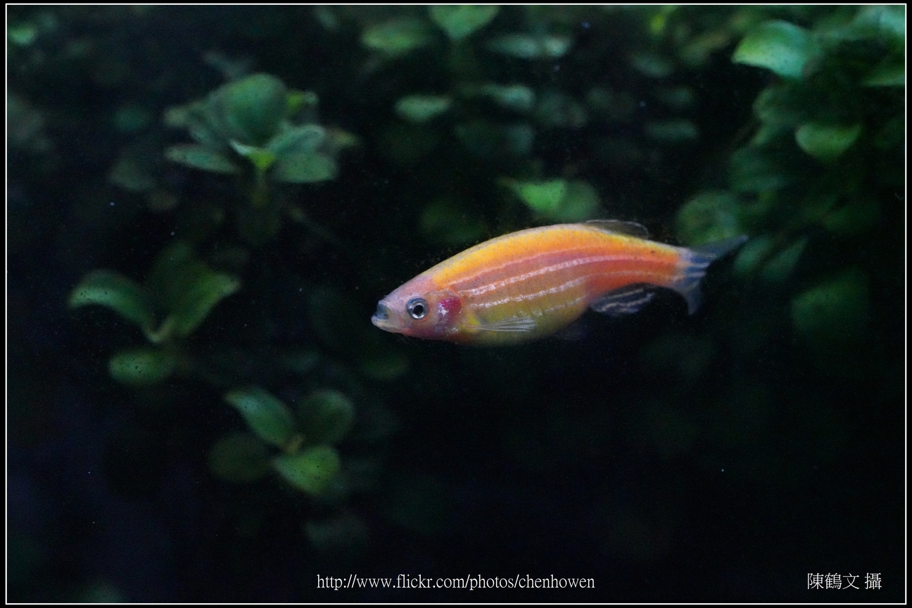 螢光斑馬魚_0314_Fluorescent Zebrafish.jpg