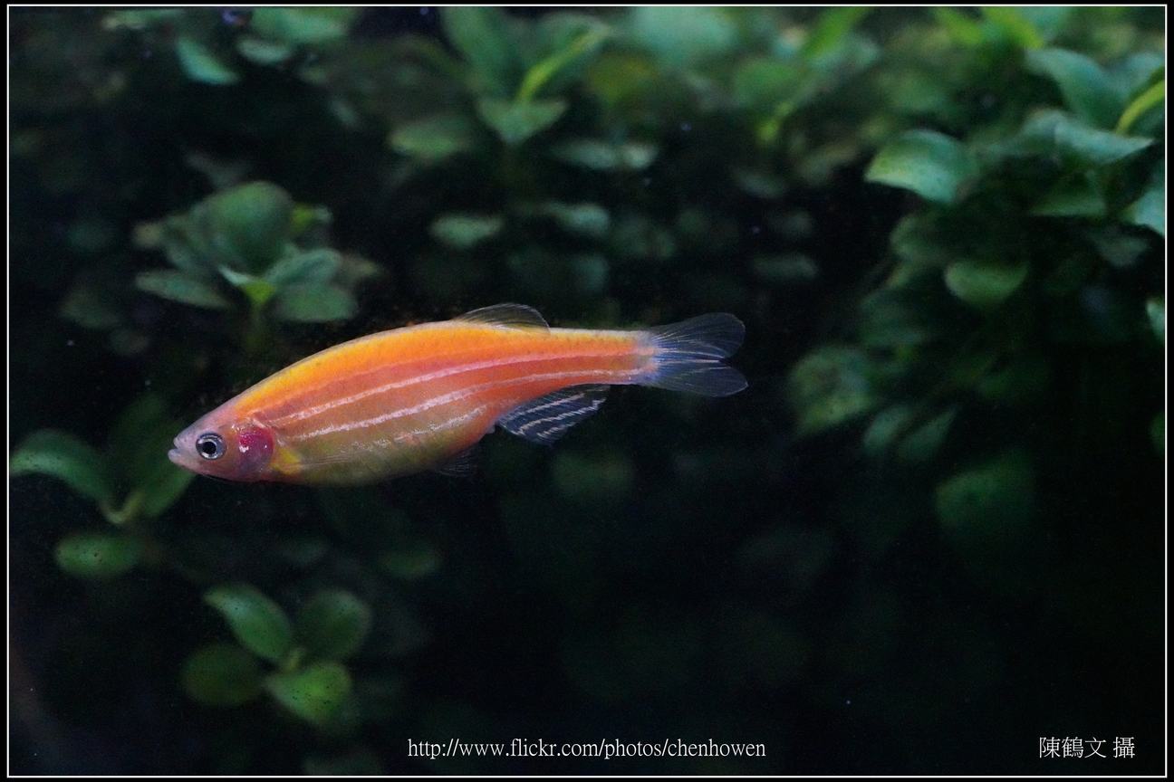 螢光斑馬魚_0313_Fluorescent Zebrafish.jpg
