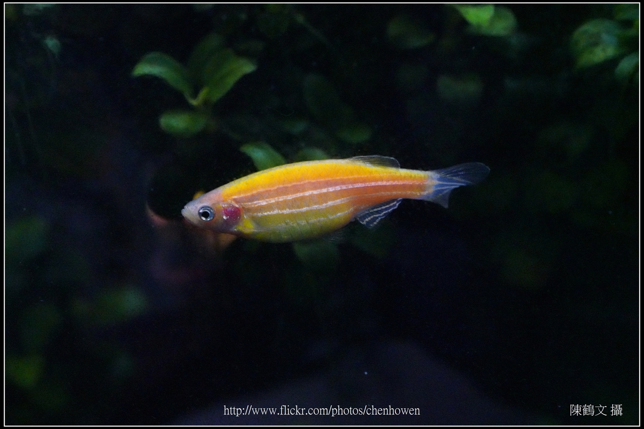 螢光斑馬魚_0339_Fluorescent Zebrafish.jpg