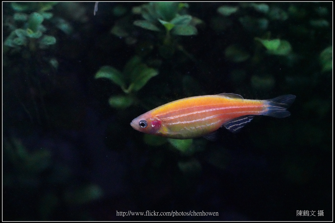螢光斑馬魚_0341_Fluorescent Zebrafish.jpg