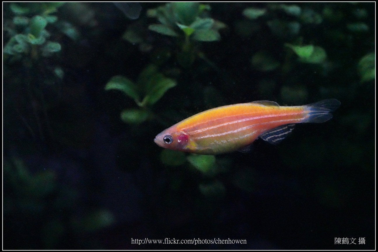 螢光斑馬魚_0340_Fluorescent Zebrafish.jpg