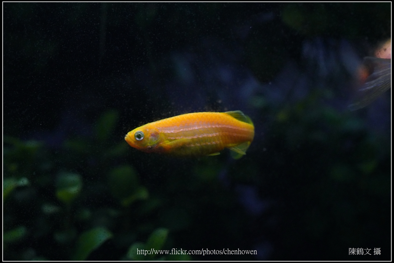 螢光斑馬魚_0291_Fluorescent Zebrafish.jpg