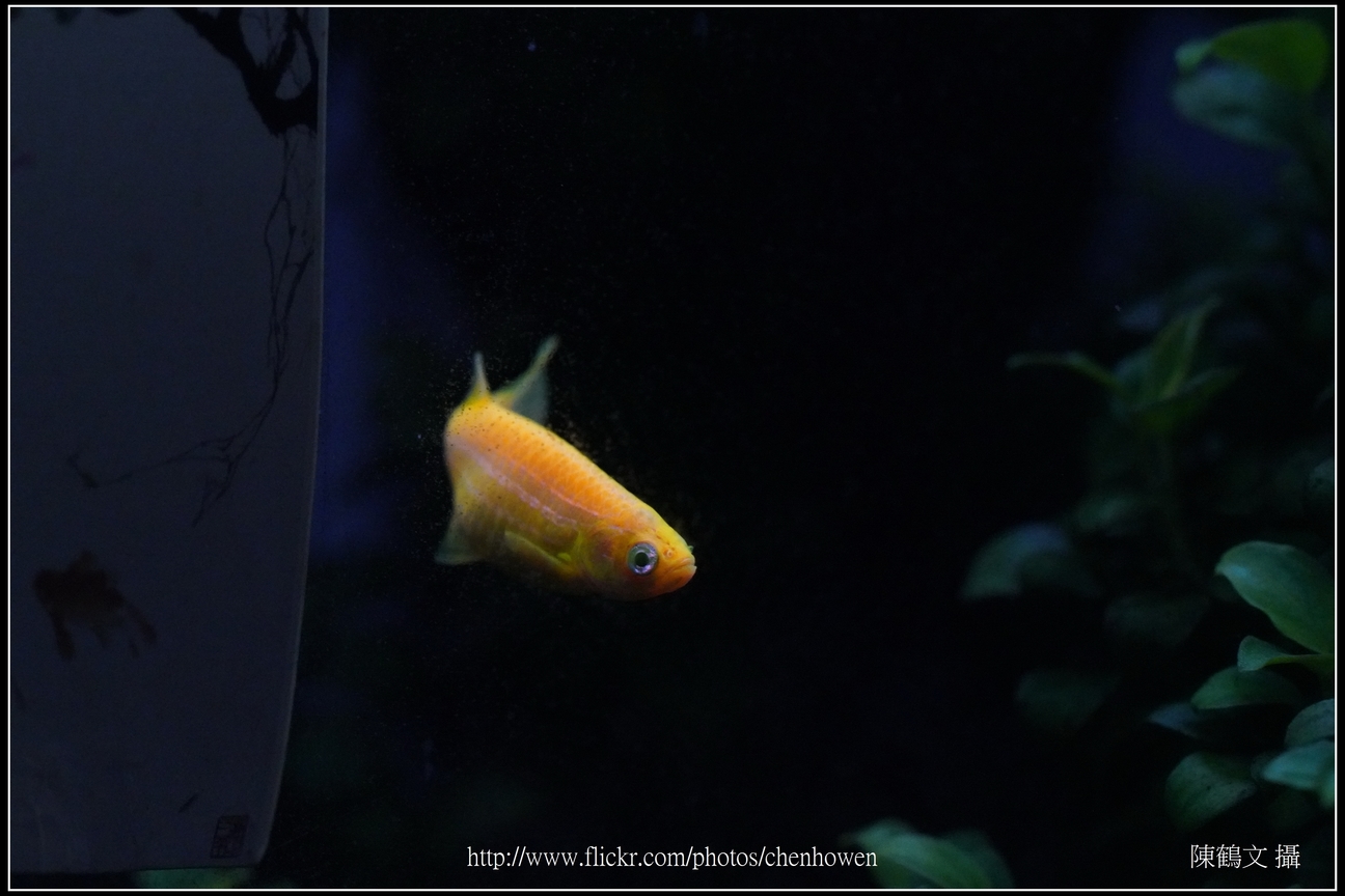螢光斑馬魚_0290_Fluorescent Zebrafish.jpg