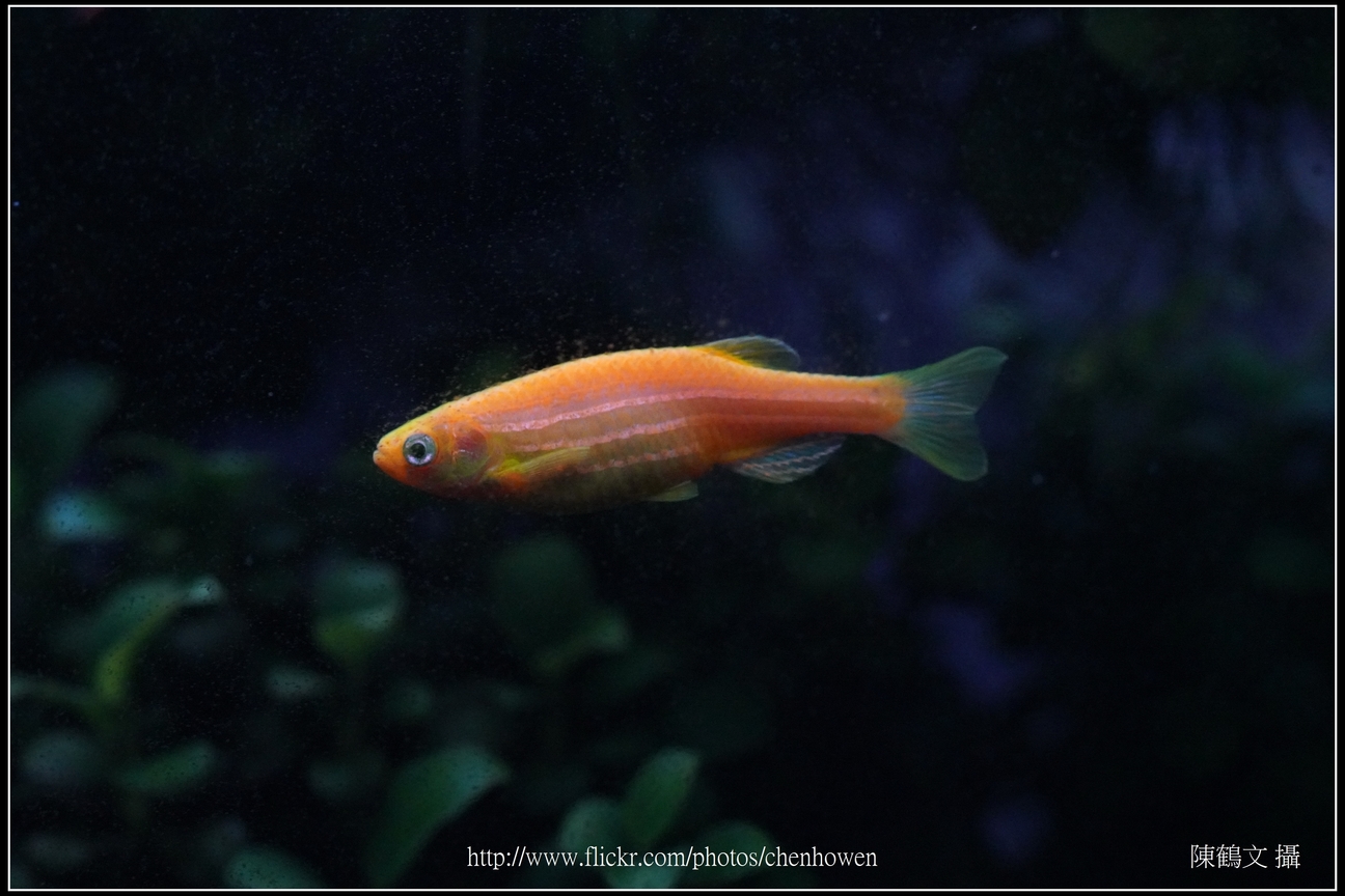 螢光斑馬魚_0293_Fluorescent Zebrafish.jpg
