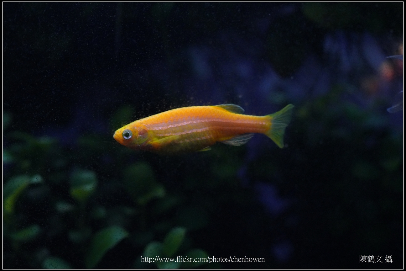 螢光斑馬魚_0292_Fluorescent Zebrafish.jpg