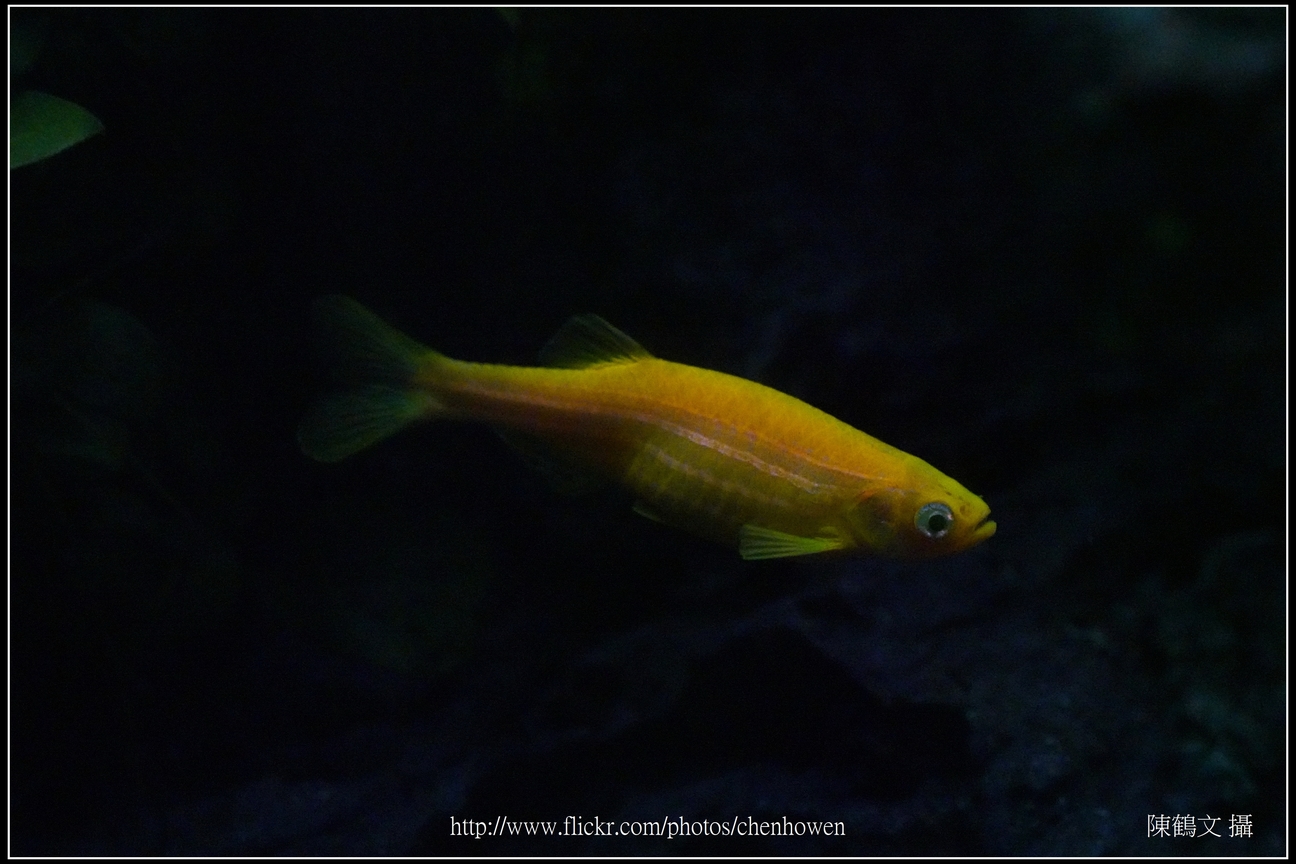 螢光斑馬魚_0333_Fluorescent Zebrafish.jpg