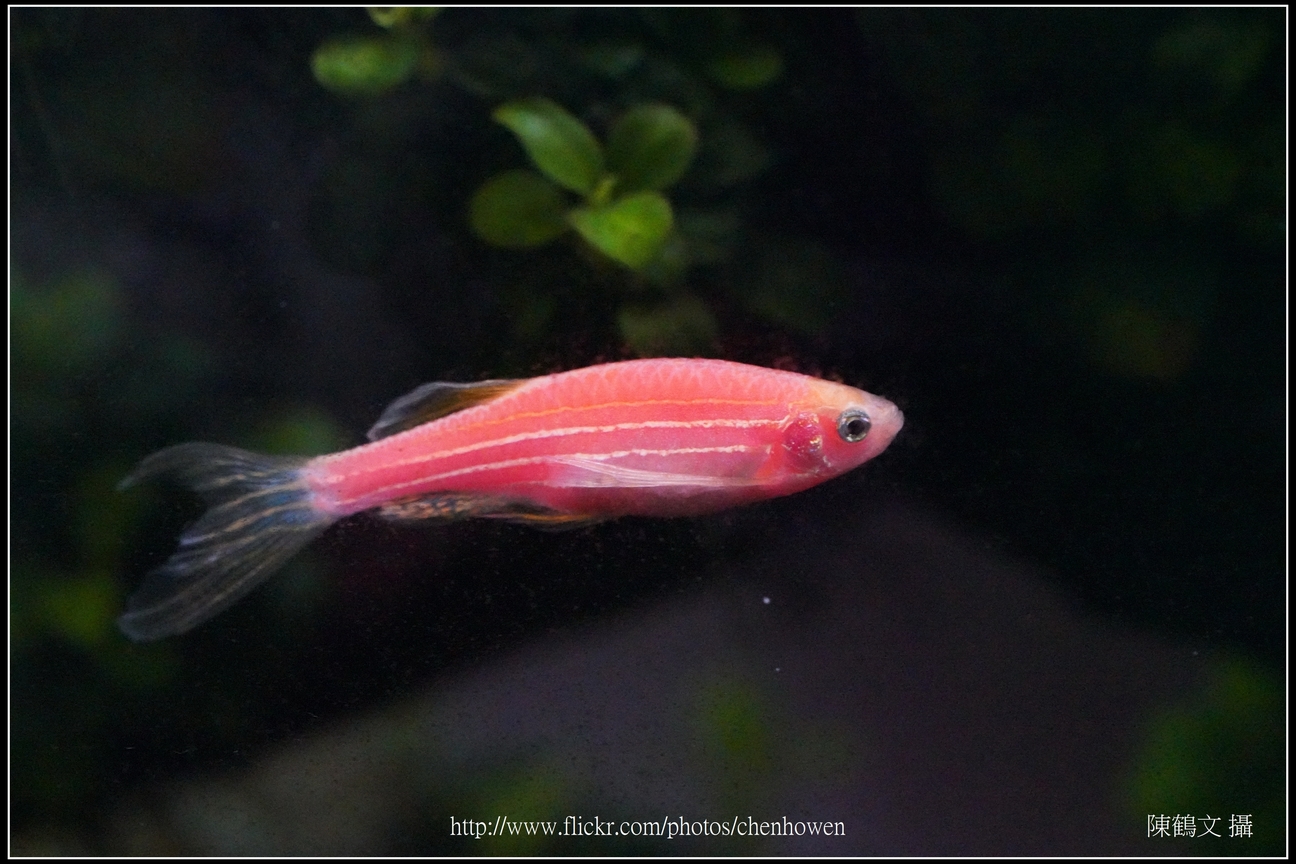 螢光斑馬魚_0332_Fluorescent Zebrafish.jpg