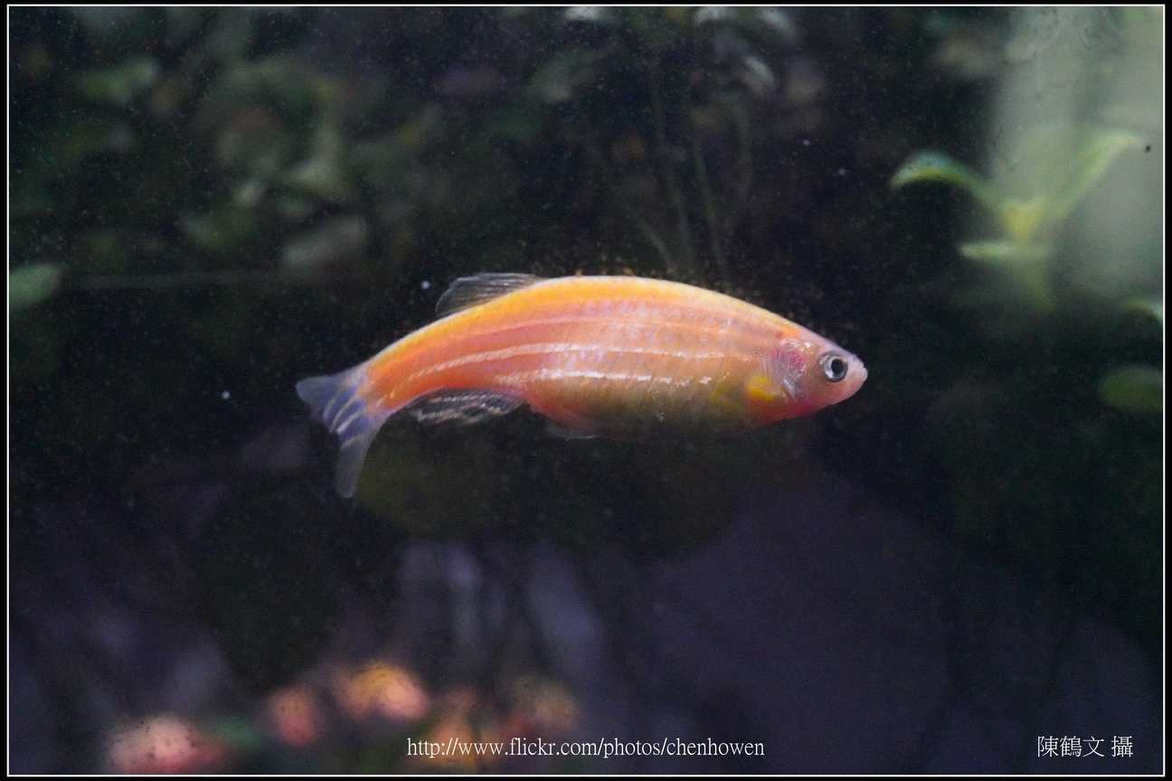 螢光斑馬魚_0334_Fluorescent Zebrafish.jpg