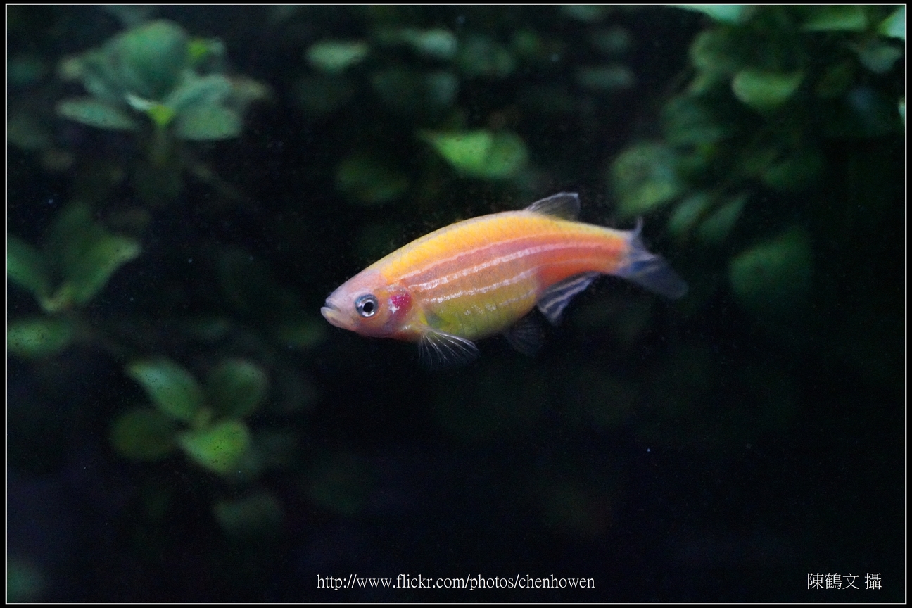 螢光斑馬魚_0330_Fluorescent Zebrafish.jpg