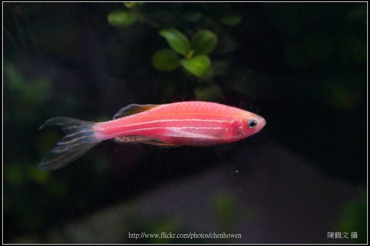 螢光斑馬魚_0331_Fluorescent Zebrafish.jpg