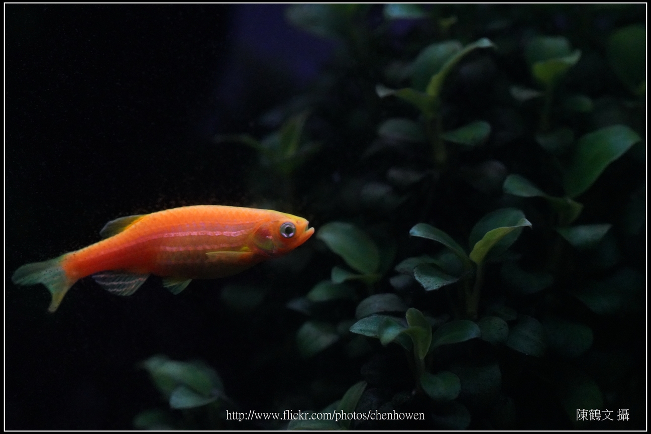 螢光斑馬魚_0320_Fluorescent Zebrafish.jpg