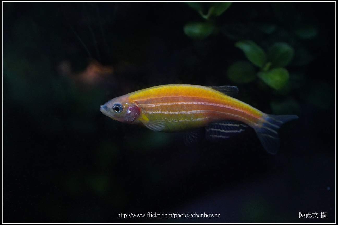 螢光斑馬魚_0319_Fluorescent Zebrafish.jpg