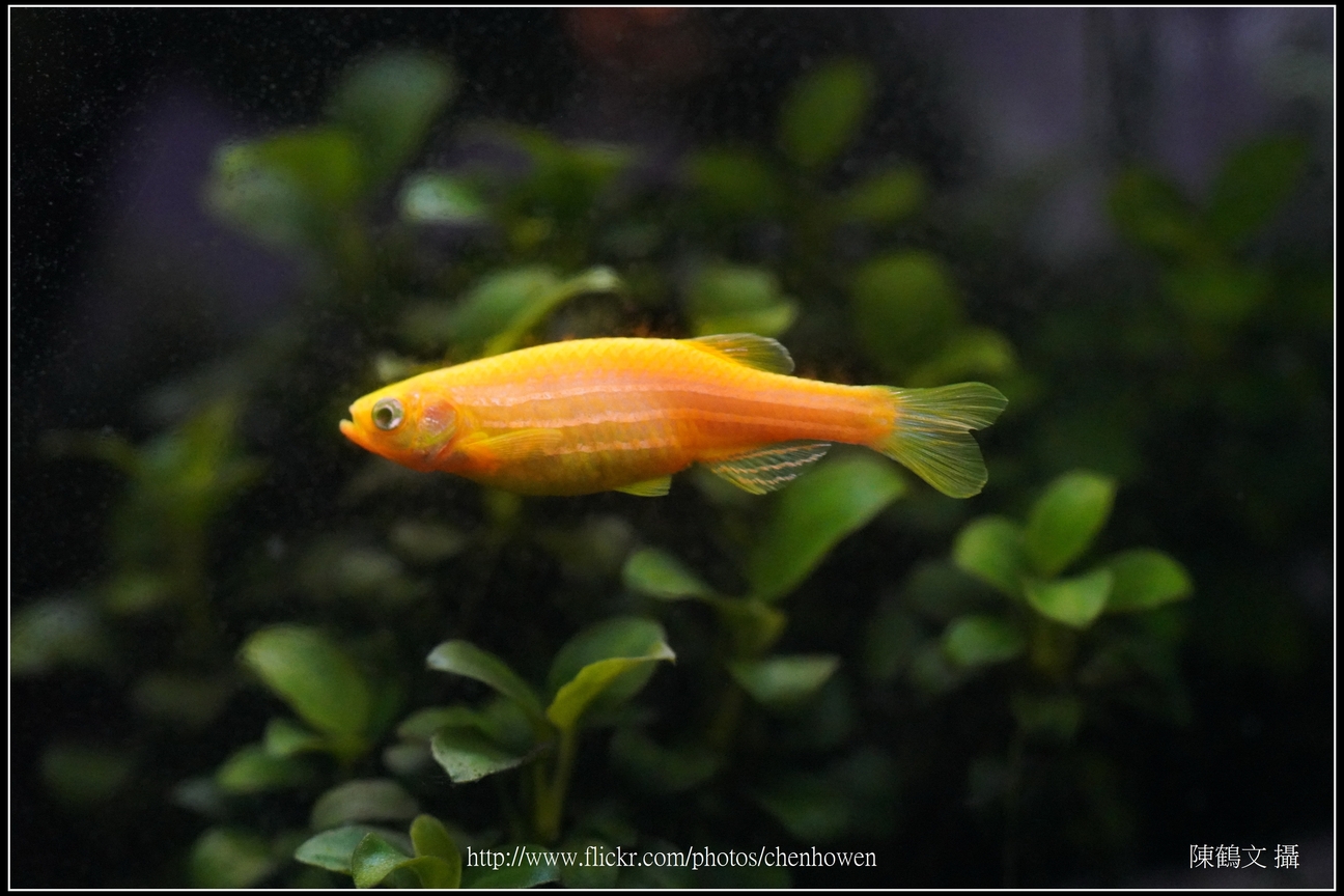 螢光斑馬魚_0321_Fluorescent Zebrafish.jpg