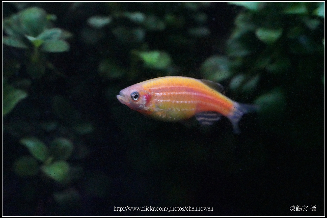 螢光斑馬魚_0316_Fluorescent Zebrafish.jpg