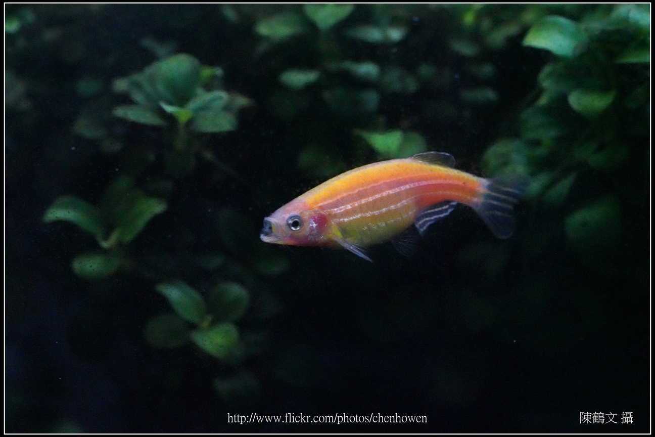 螢光斑馬魚_0315_Fluorescent Zebrafish.jpg