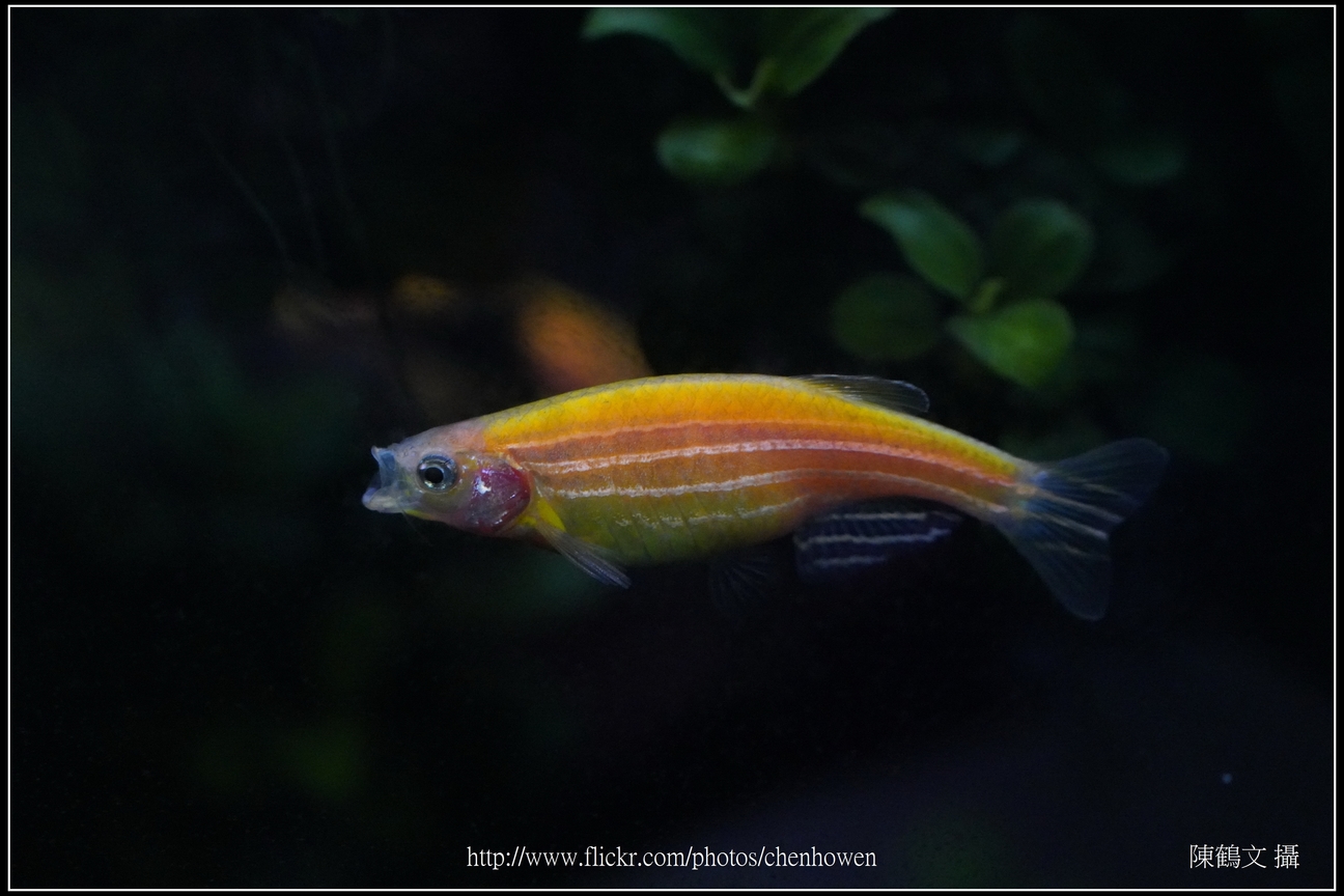 螢光斑馬魚_0318_Fluorescent Zebrafish.jpg