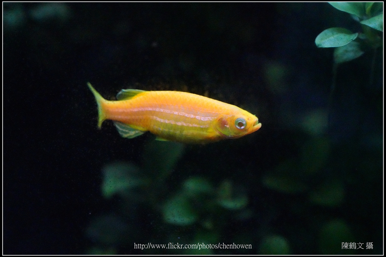 螢光斑馬魚_0317_Fluorescent Zebrafish.jpg