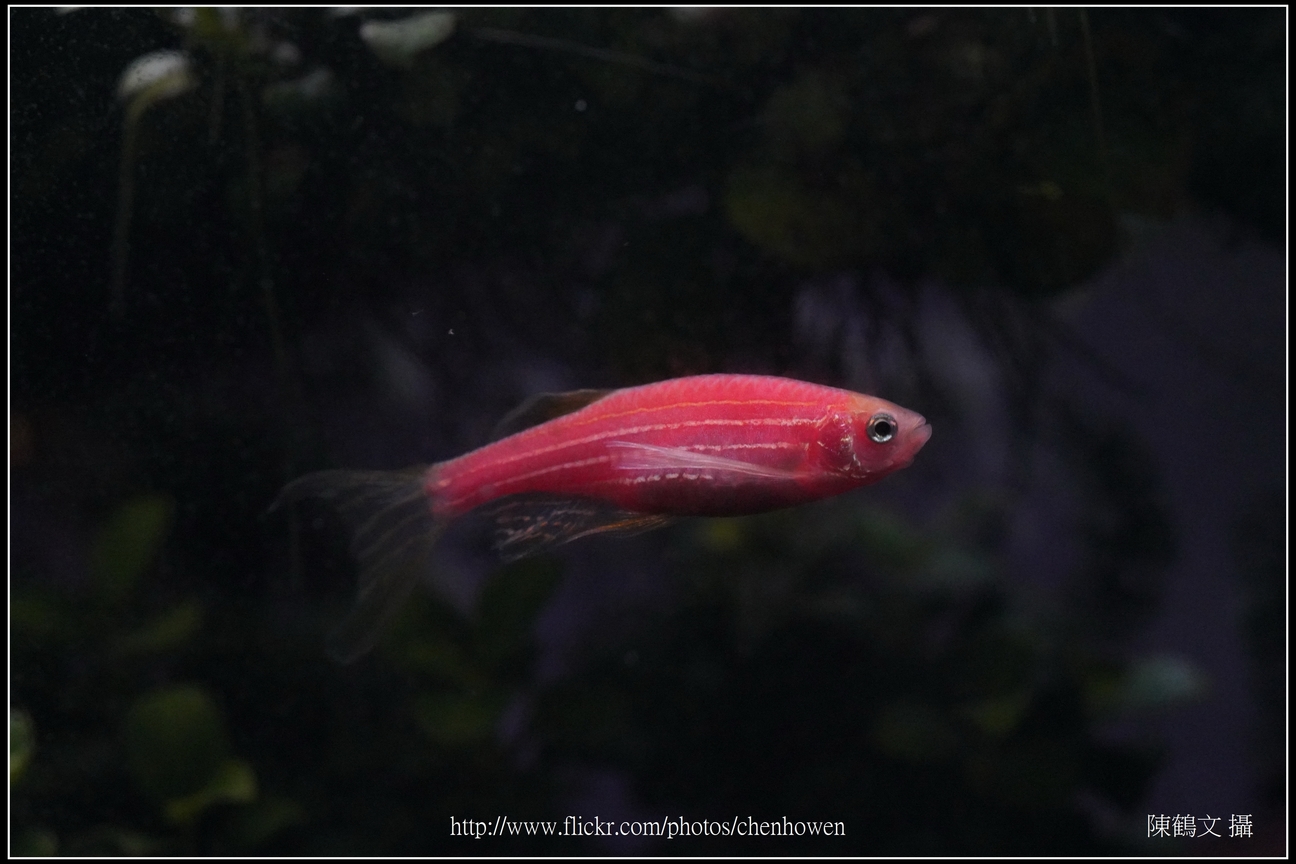 螢光斑馬魚_0295_Fluorescent Zebrafish.jpg