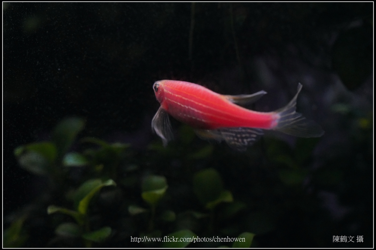 螢光斑馬魚_0294_Fluorescent Zebrafish.jpg