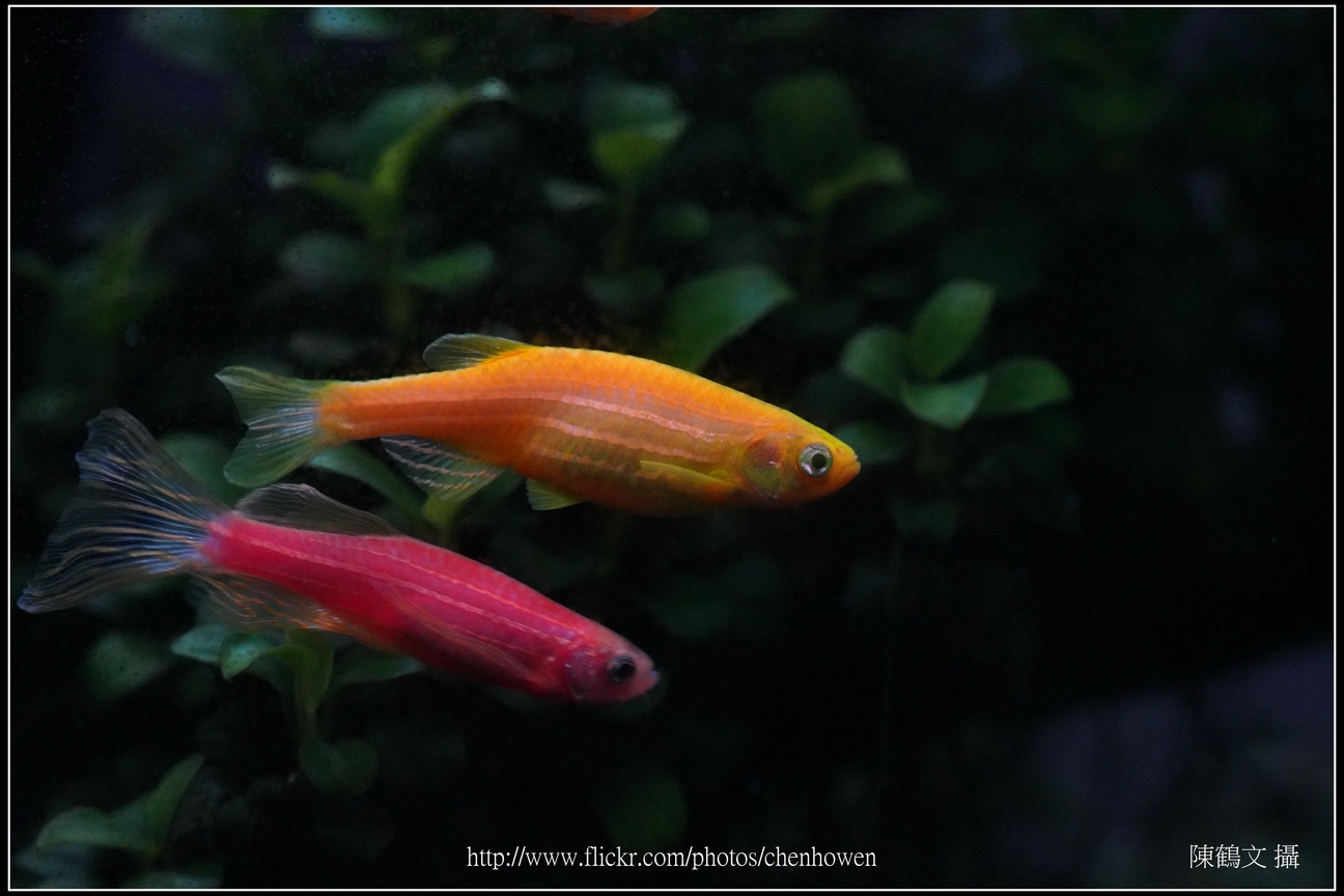 螢光斑馬魚_0287_Fluorescent Zebrafish.jpg