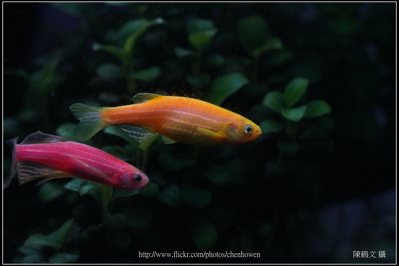 螢光斑馬魚_0286_Fluorescent Zebrafish.jpg