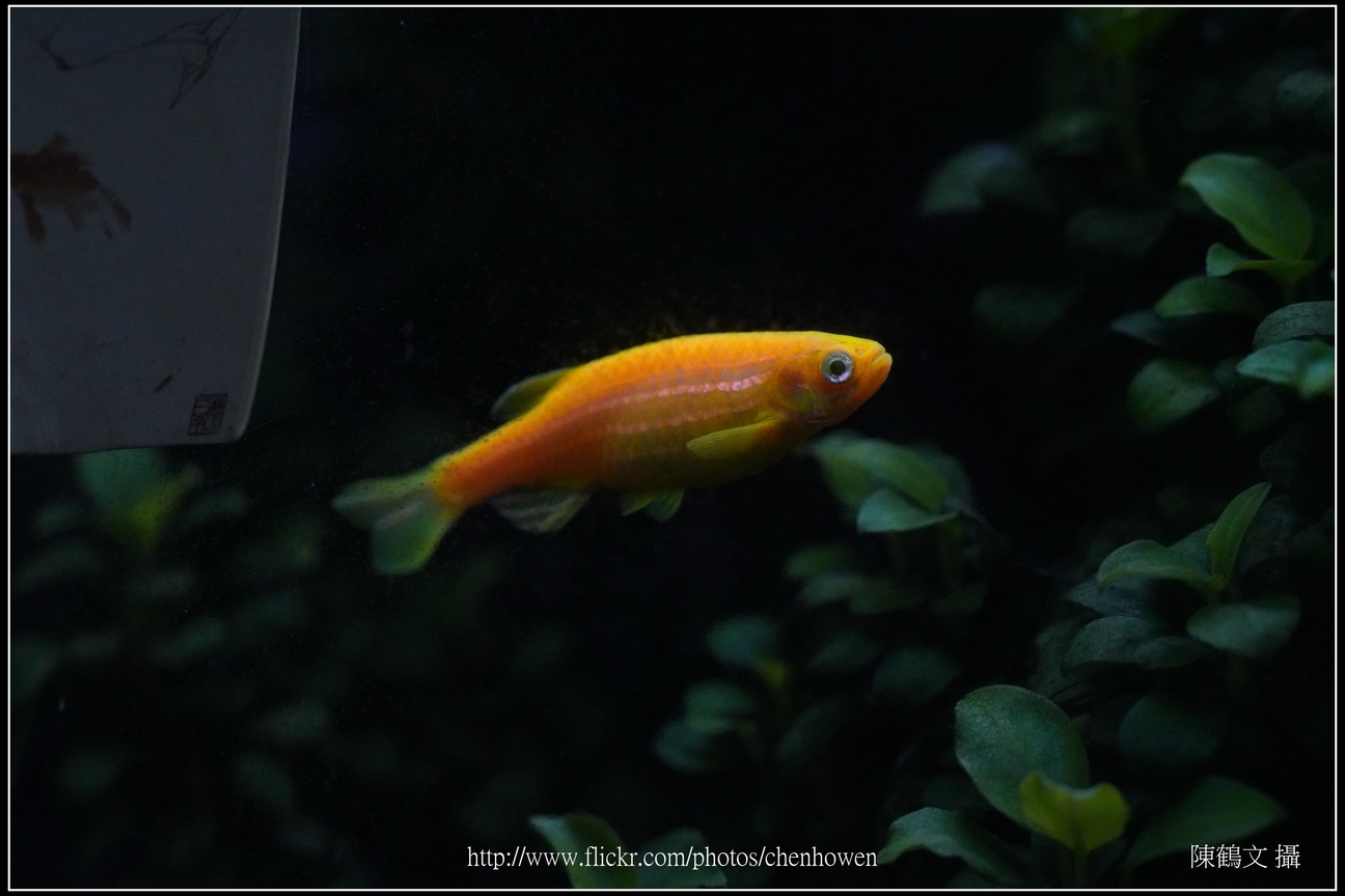 螢光斑馬魚_0289_Fluorescent Zebrafish.jpg