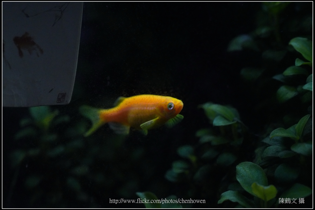 螢光斑馬魚_0288_Fluorescent Zebrafish.jpg