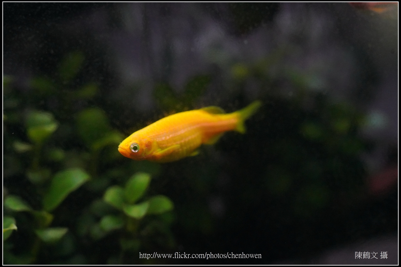 螢光斑馬魚_0307_Fluorescent Zebrafish.jpg