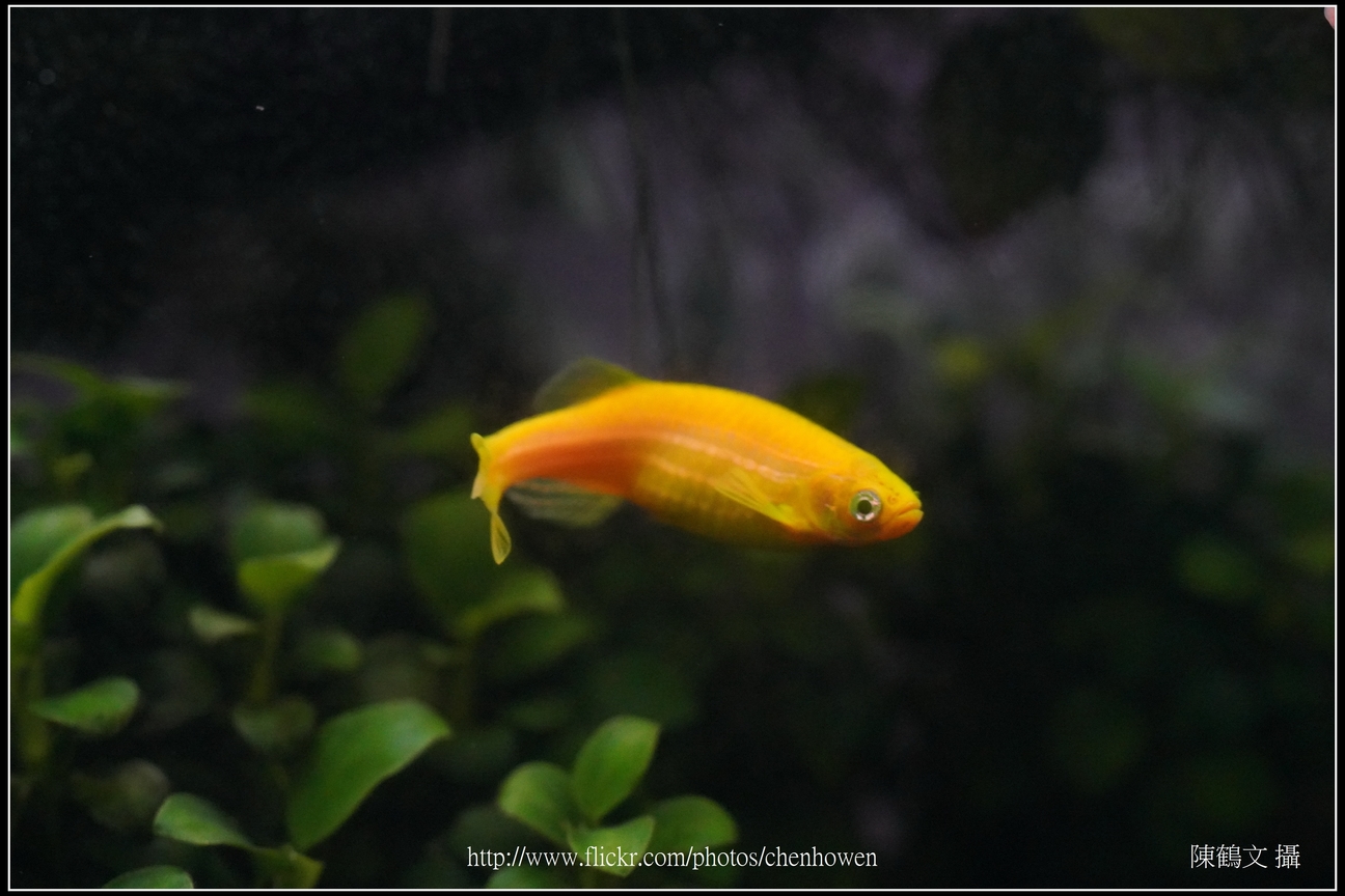 螢光斑馬魚_0306_Fluorescent Zebrafish.jpg