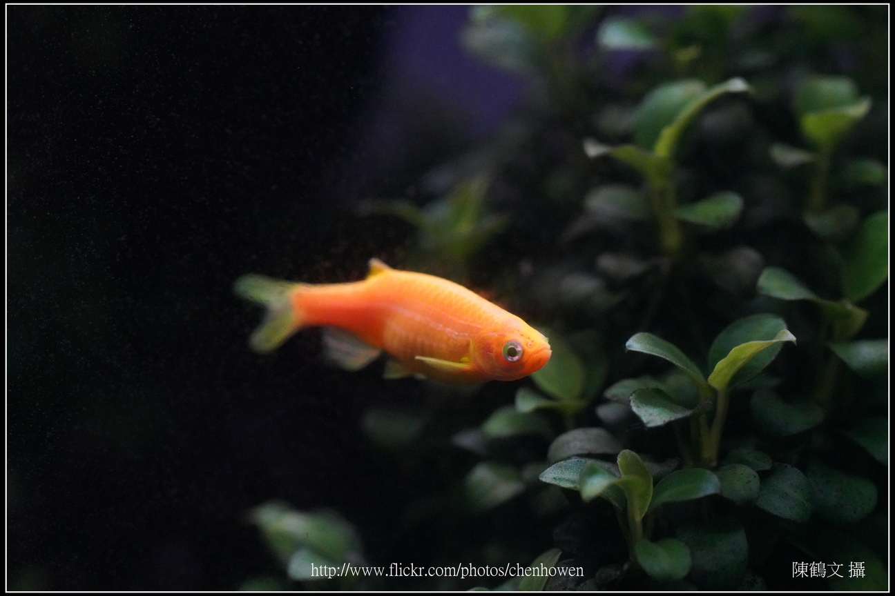螢光斑馬魚_0309_Fluorescent Zebrafish.jpg