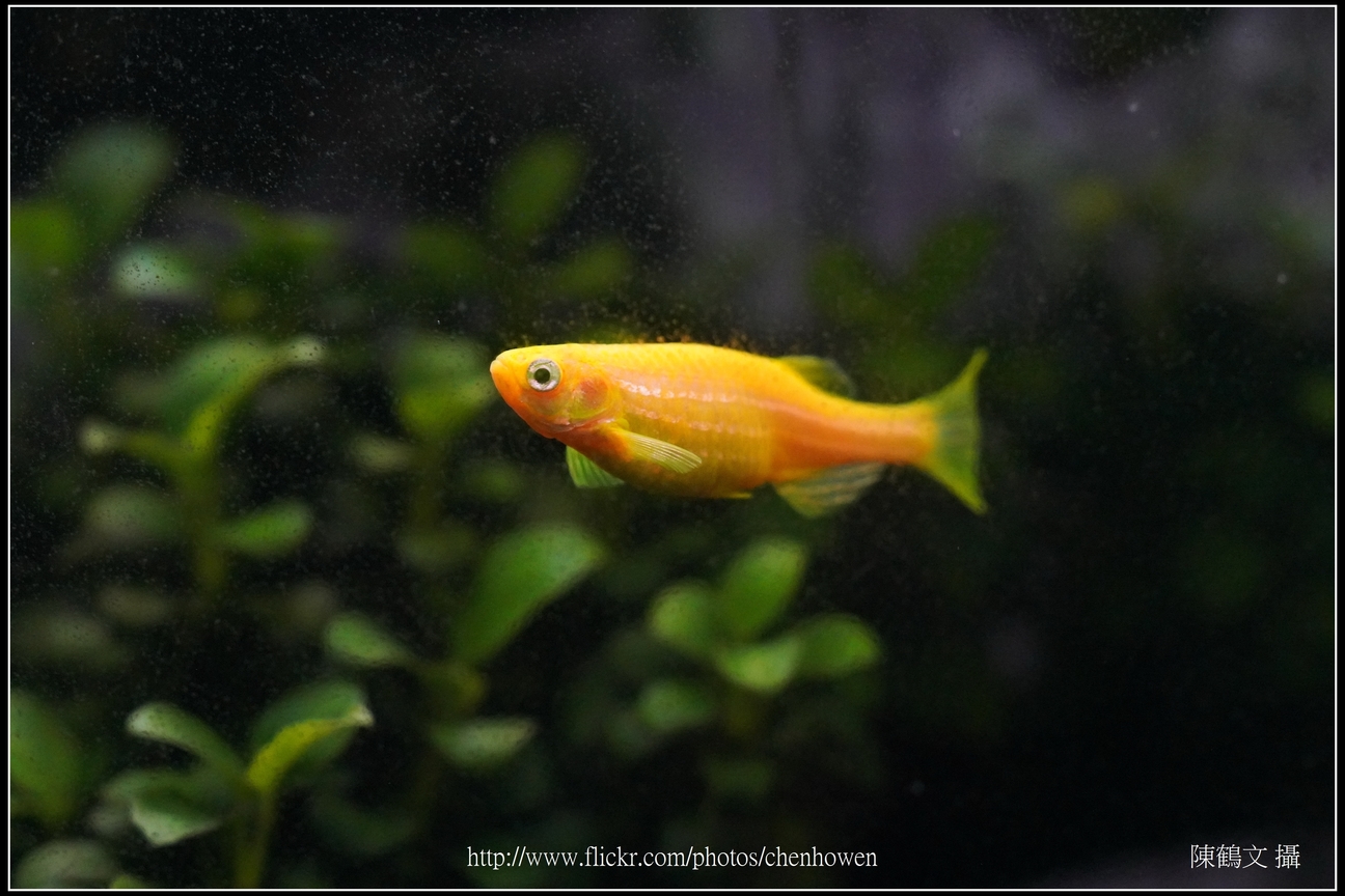 螢光斑馬魚_0308_Fluorescent Zebrafish.jpg