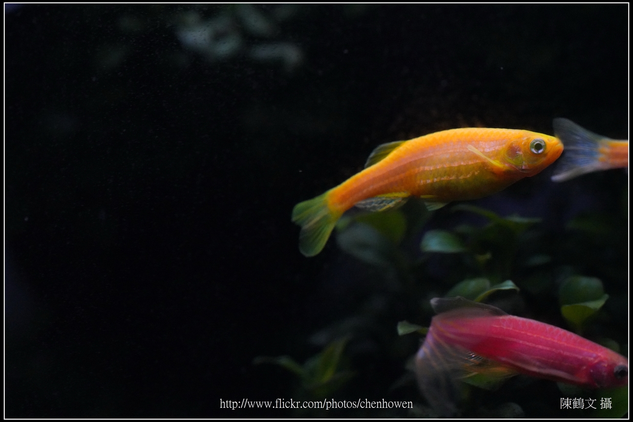 螢光斑馬魚_0285_Fluorescent Zebrafish.jpg