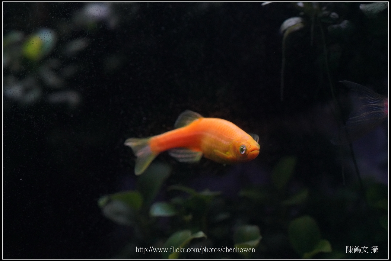 螢光斑馬魚_0284_Fluorescent Zebrafish.jpg
