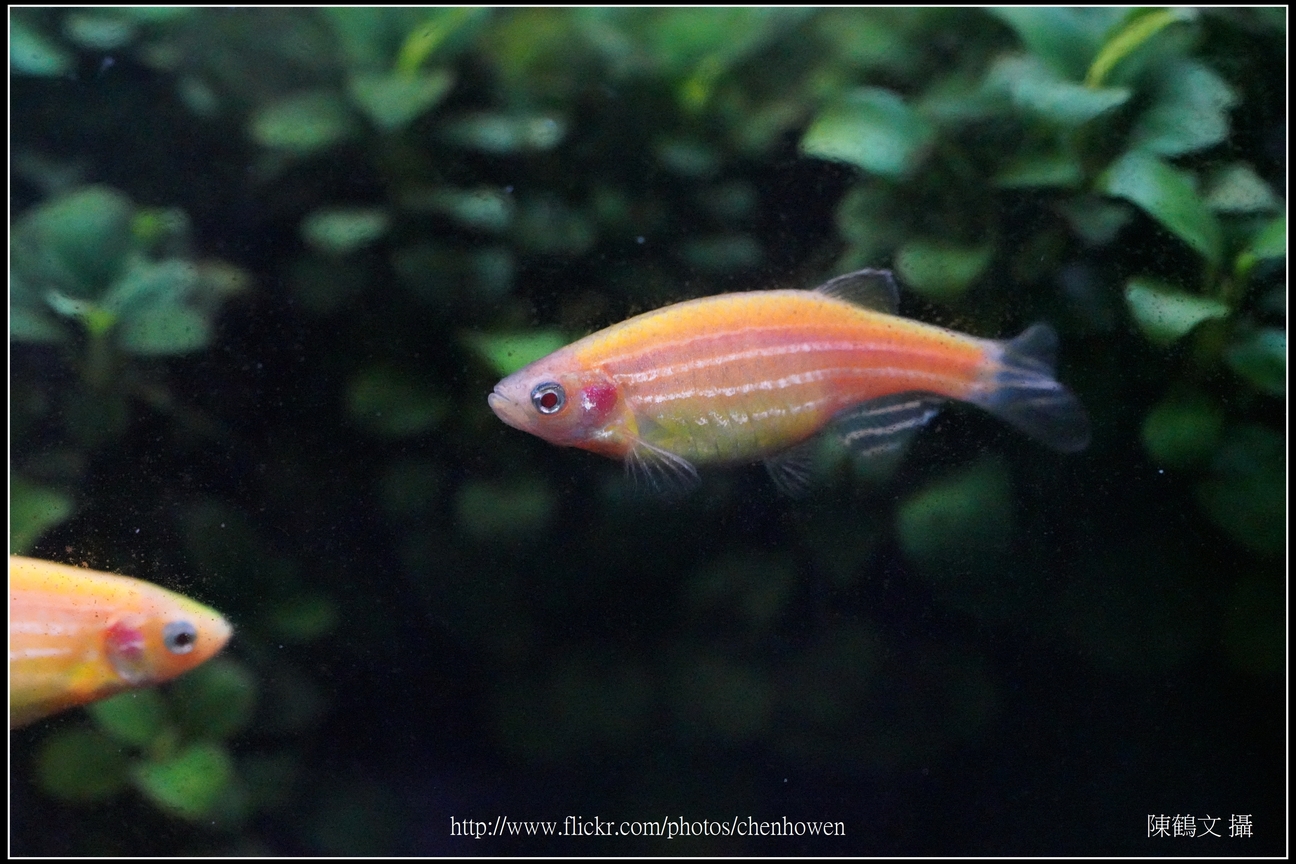 螢光斑馬魚_0328_Fluorescent Zebrafish.jpg