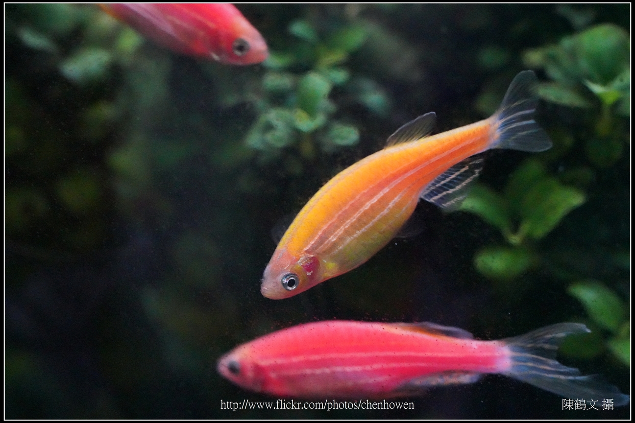 螢光斑馬魚_0327_Fluorescent Zebrafish.jpg