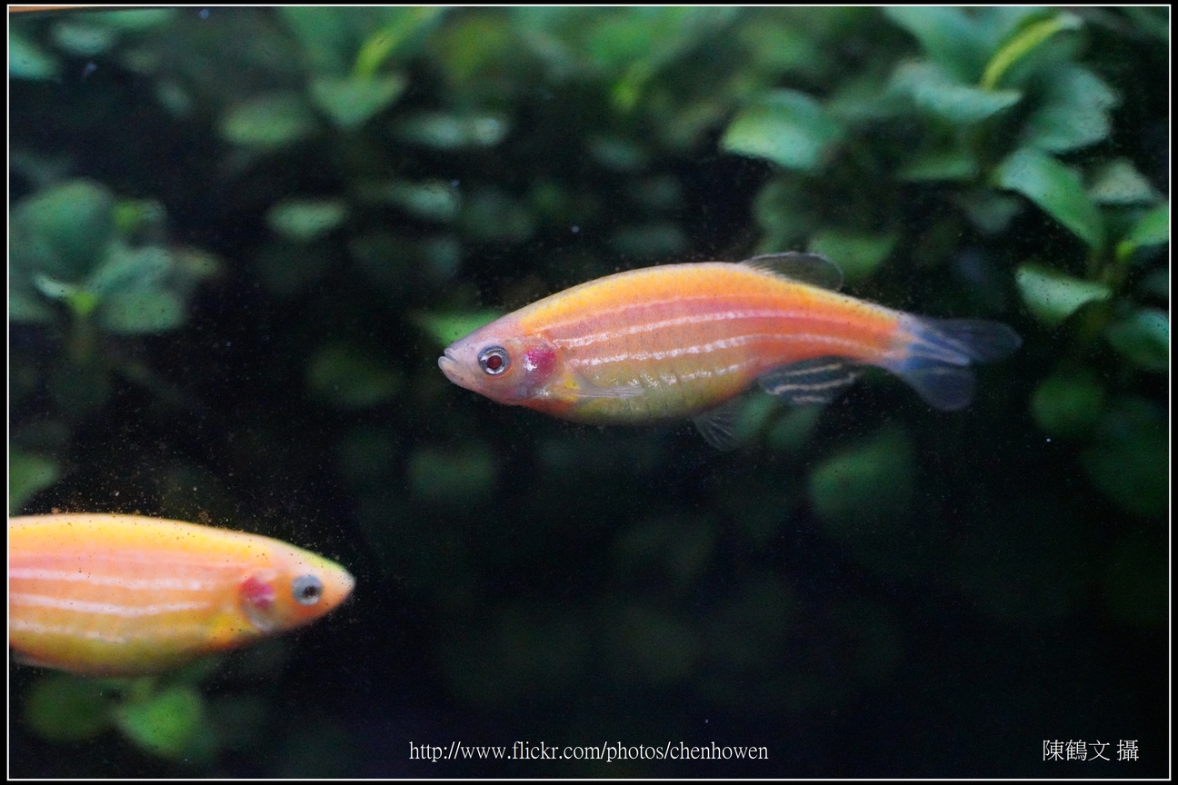 螢光斑馬魚_0329_Fluorescent Zebrafish.jpg