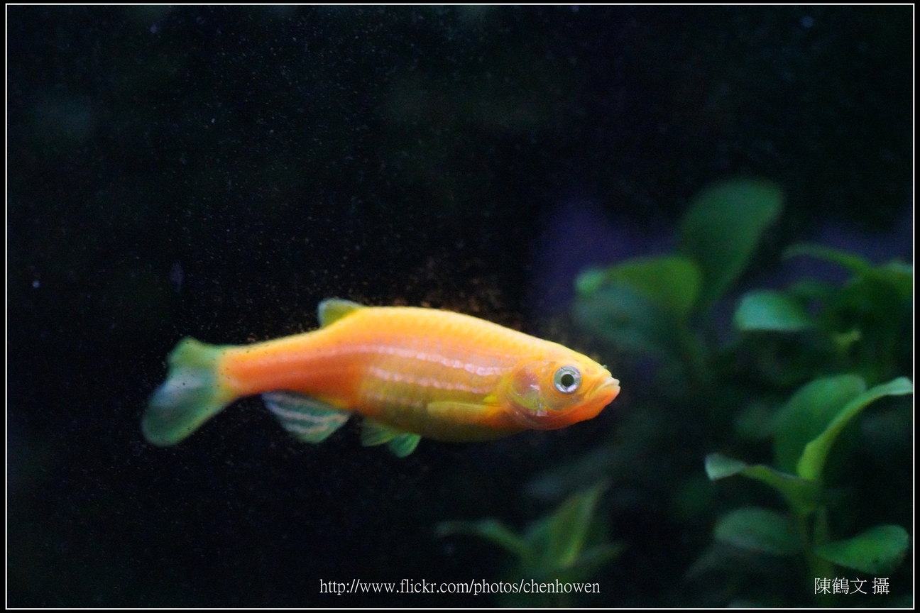 螢光斑馬魚_0325_Fluorescent Zebrafish.jpg