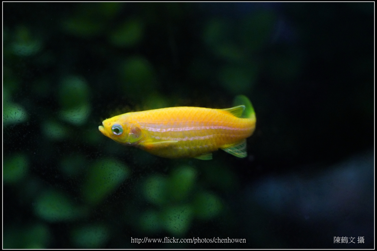 螢光斑馬魚_0324_Fluorescent Zebrafish.jpg
