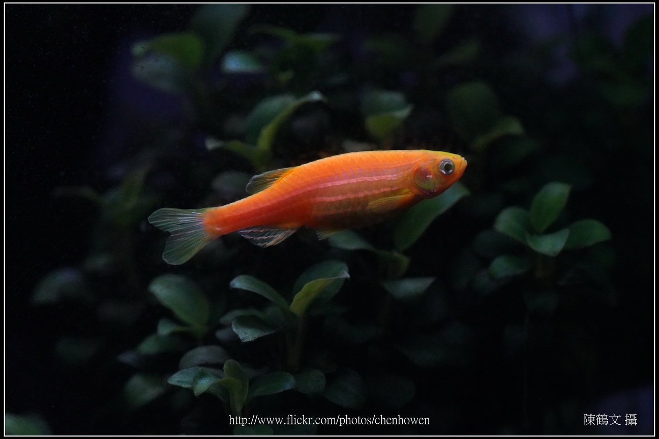 螢光斑馬魚_0297_Fluorescent Zebrafish.jpg