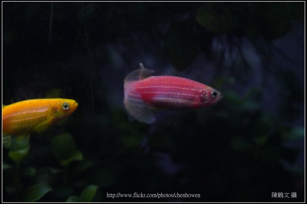 螢光斑馬魚_0296_Fluorescent Zebrafish.jpg