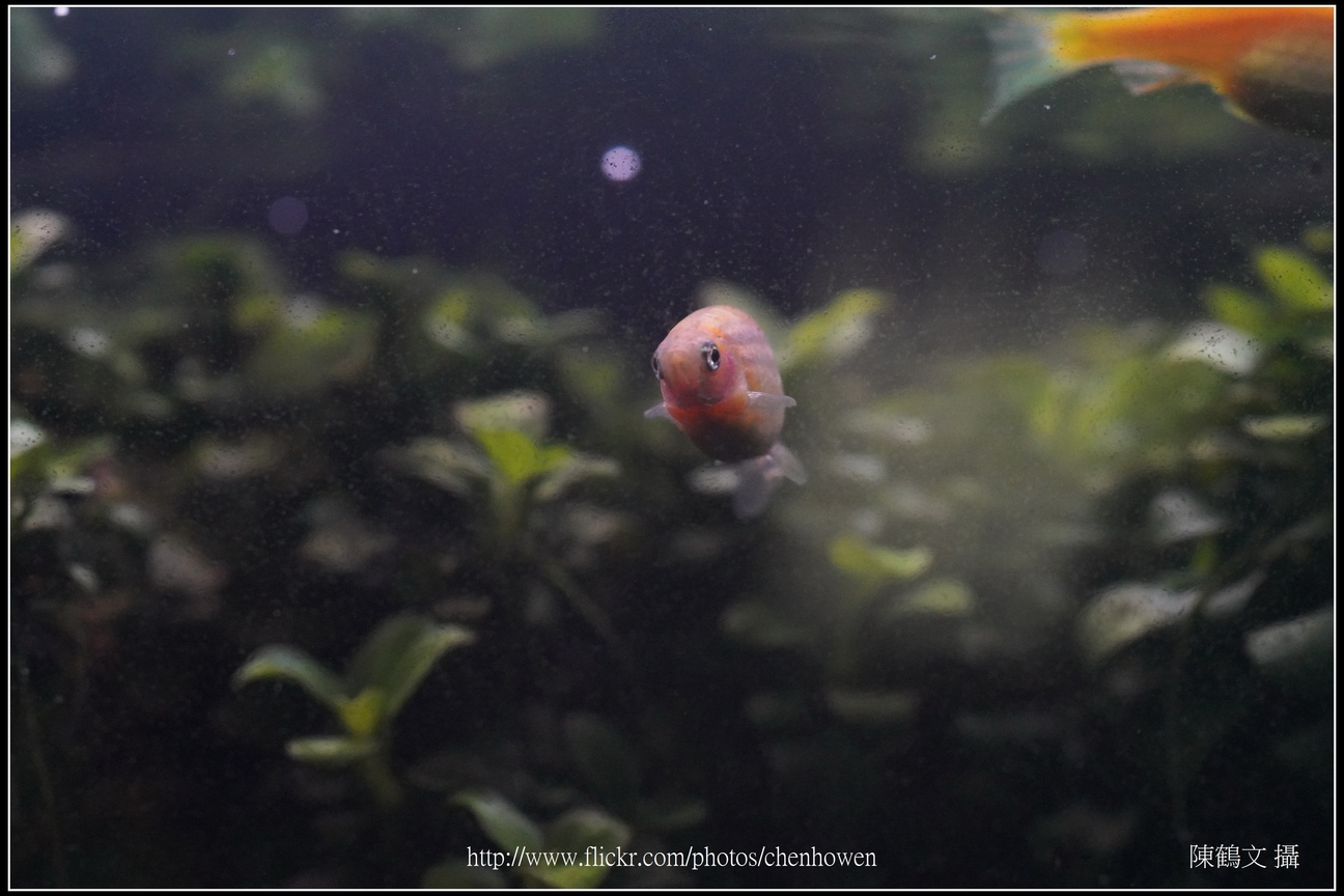 螢光斑馬魚_0299_Fluorescent Zebrafish.jpg