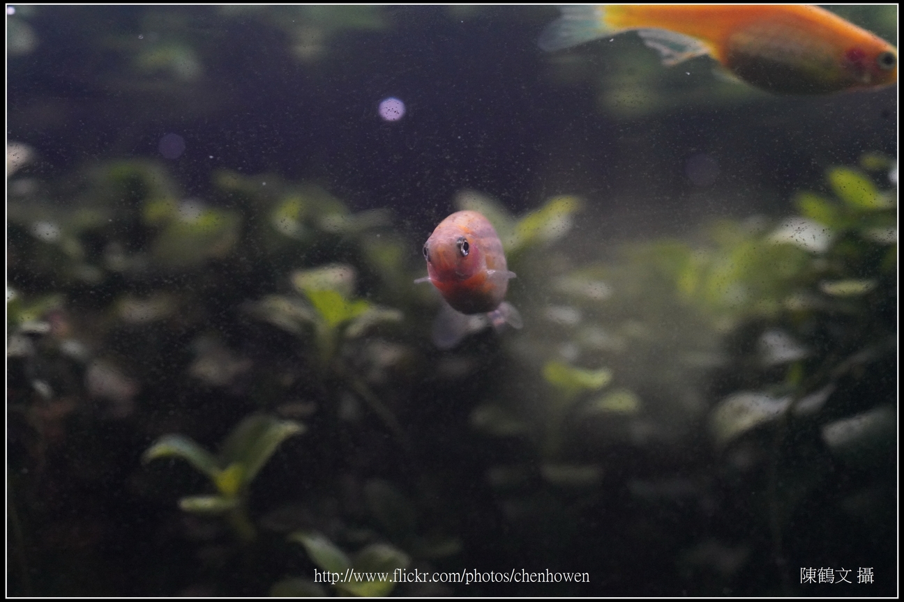 螢光斑馬魚_0298_Fluorescent Zebrafish.jpg