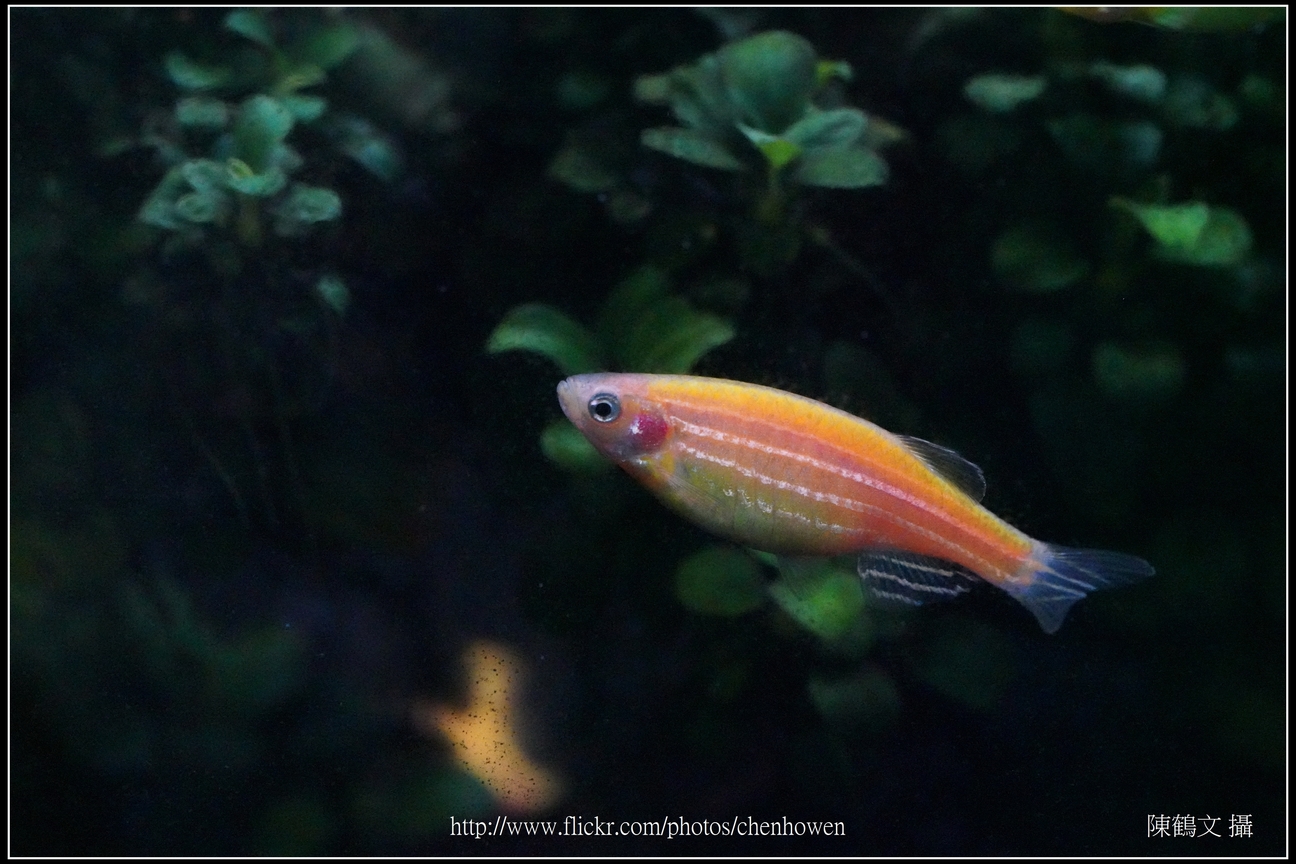 螢光斑馬魚_0342_Fluorescent Zebrafish.jpg