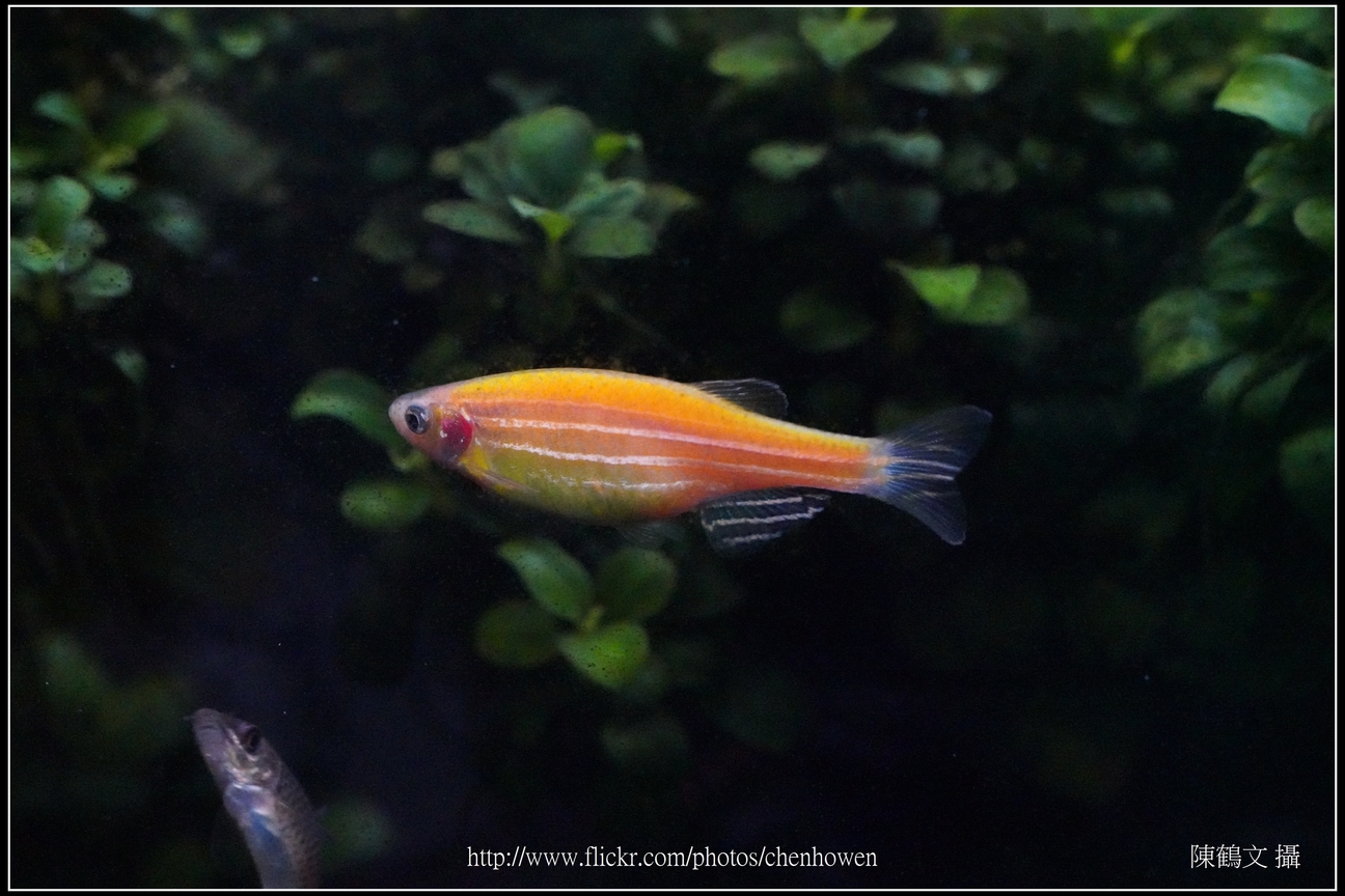 螢光斑馬魚_0336_Fluorescent Zebrafish.jpg