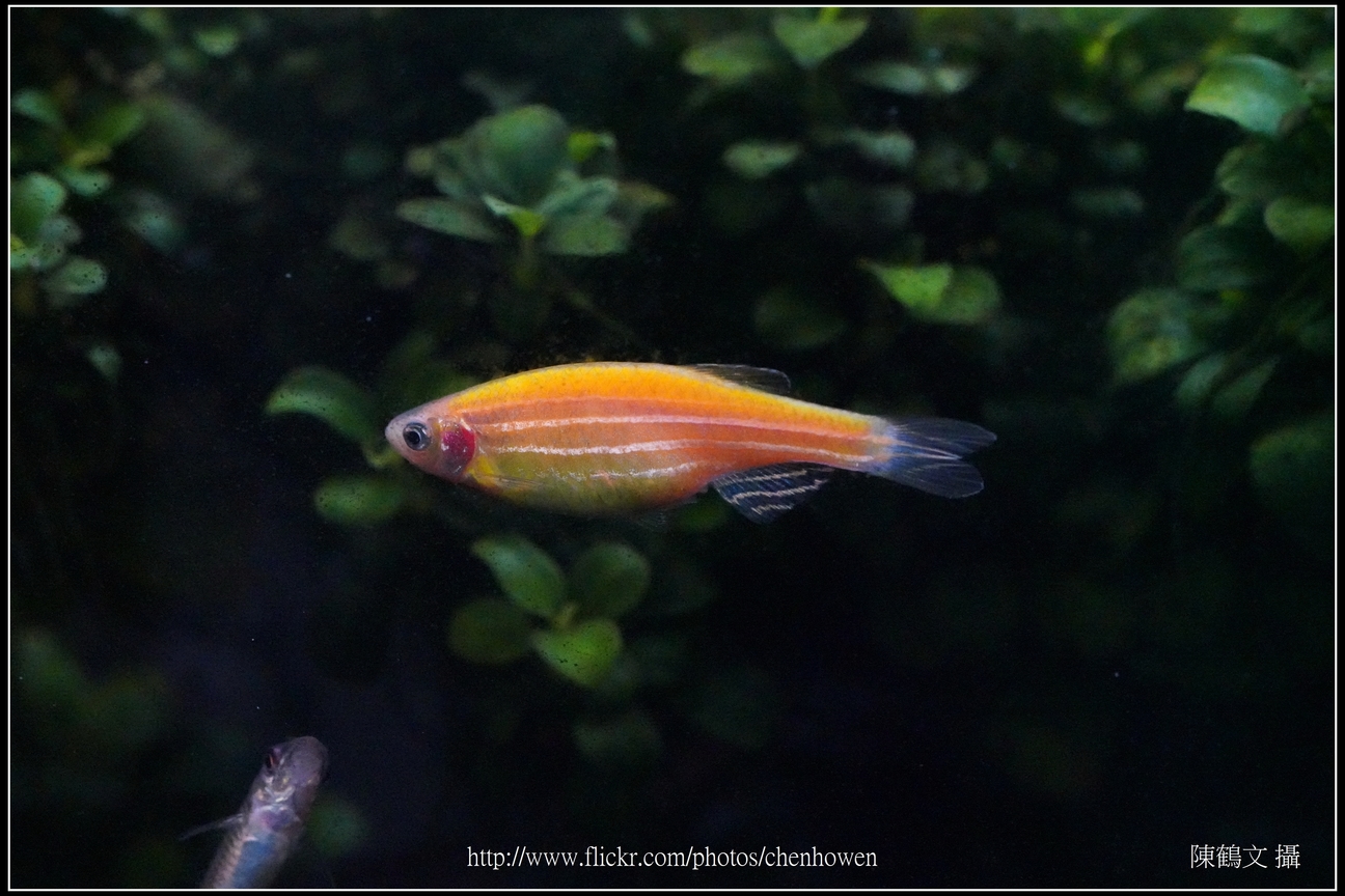 螢光斑馬魚_0335_Fluorescent Zebrafish.jpg