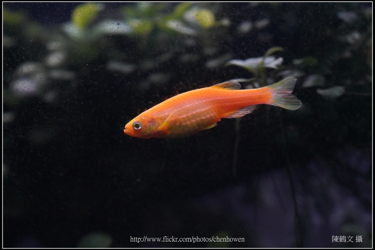 螢光斑馬魚_0301_Fluorescent Zebrafish.jpg