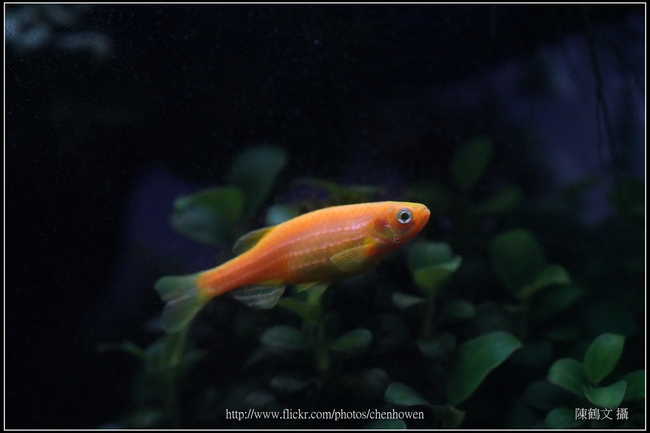 螢光斑馬魚_0300_Fluorescent Zebrafish.jpg