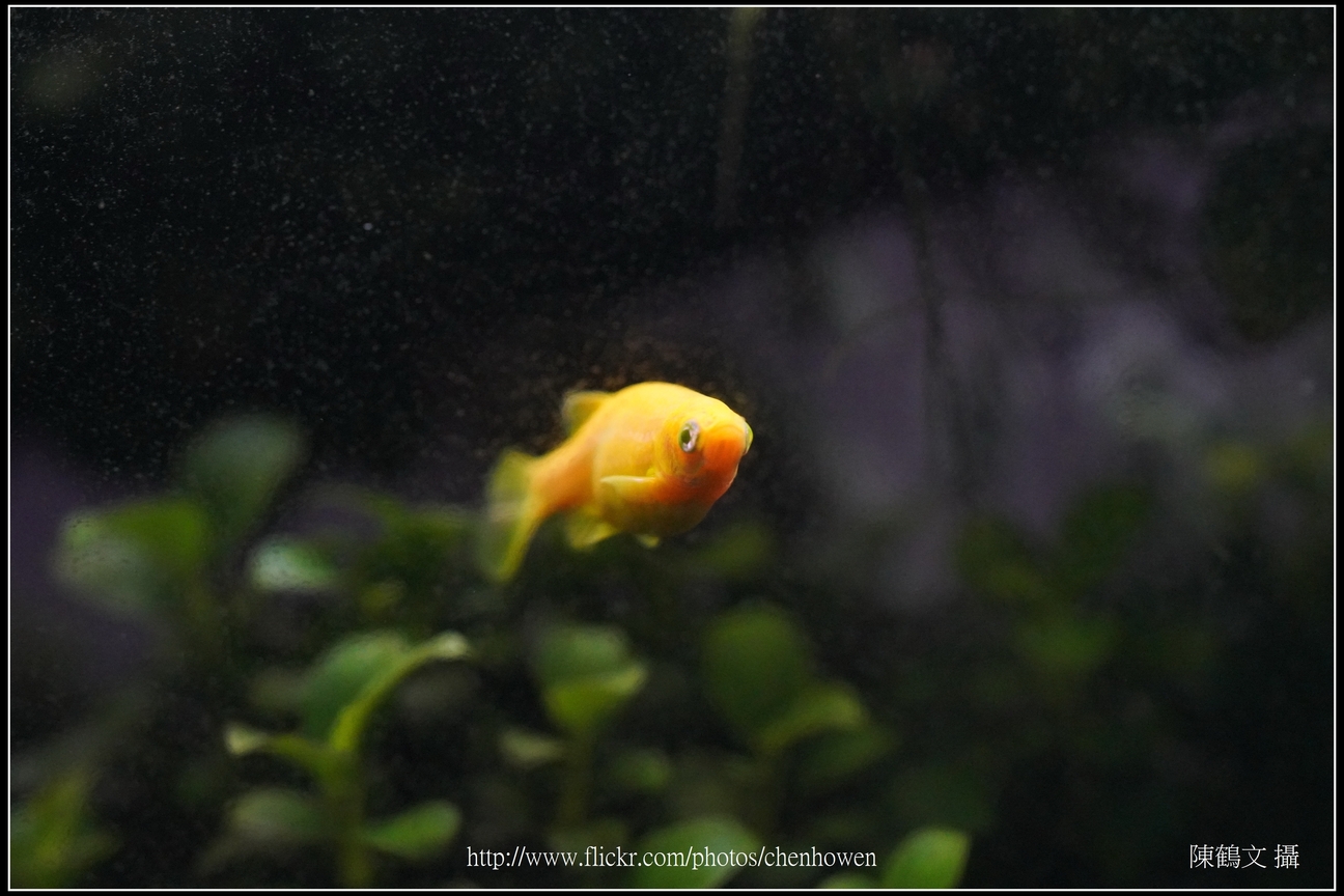 螢光斑馬魚_0303_Fluorescent Zebrafish.jpg