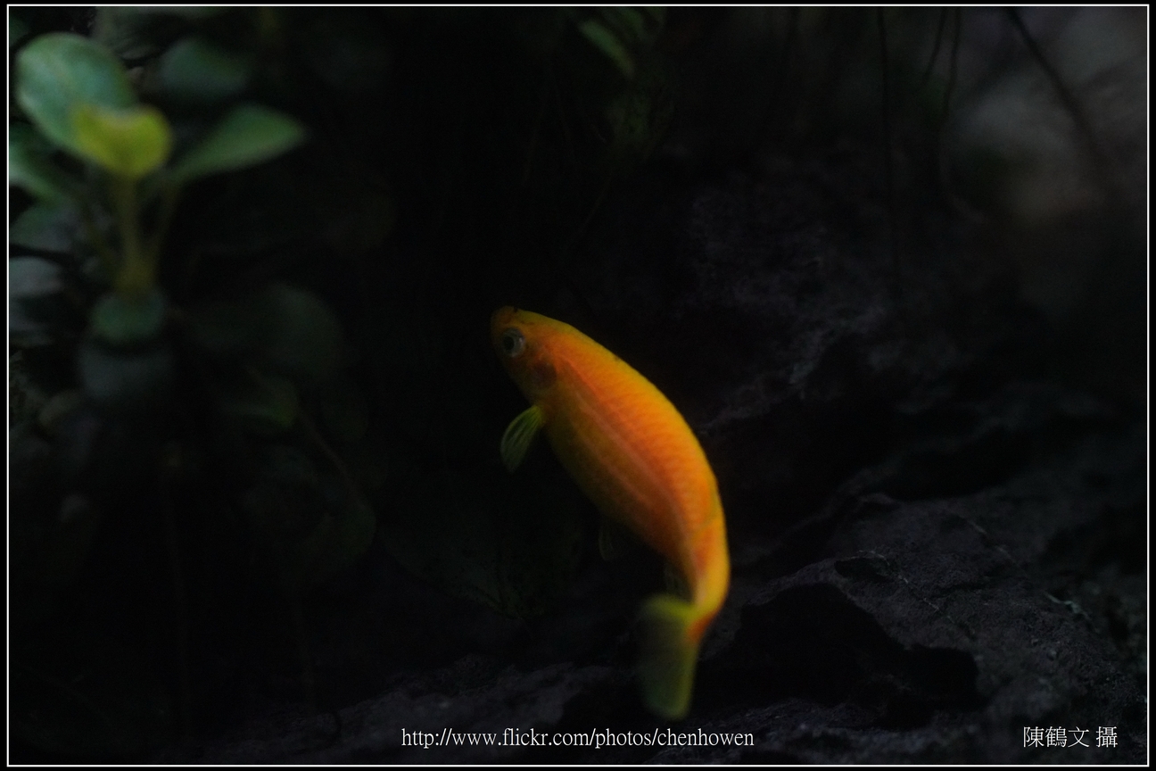螢光斑馬魚_0302_Fluorescent Zebrafish.jpg