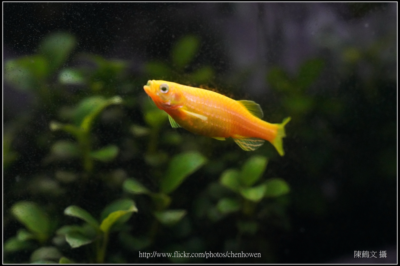 螢光斑馬魚_0323_Fluorescent Zebrafish.jpg